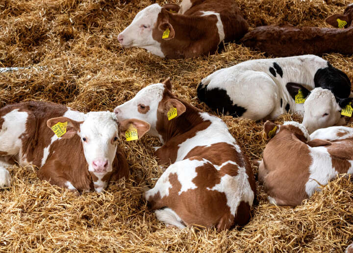 Kalber Powerstart rind artikel Kalber Powerstart rind artikel